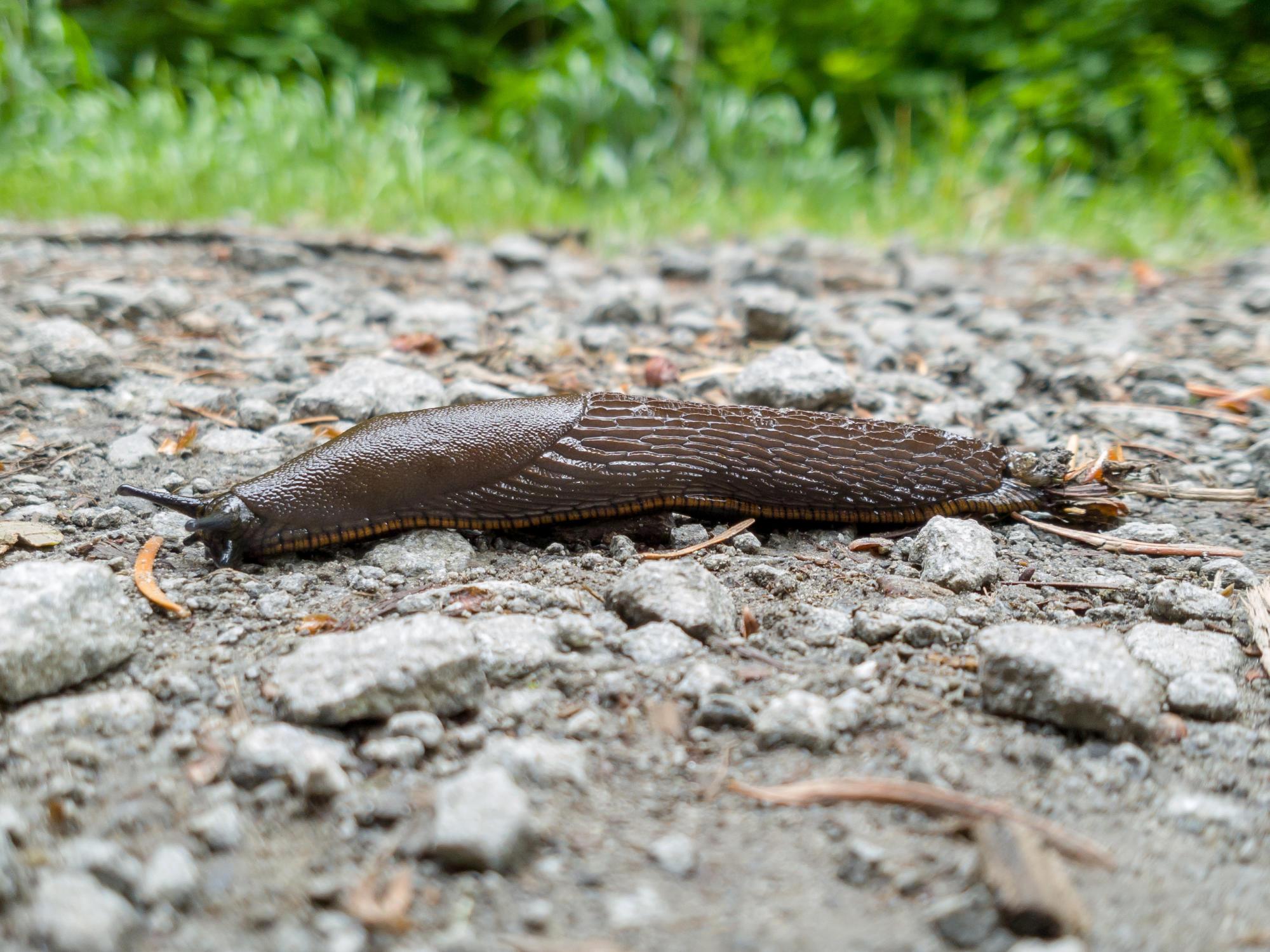 Get a jump on controlling garden slugs