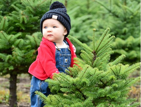 Website helps locate U-cut Christmas Tree farms