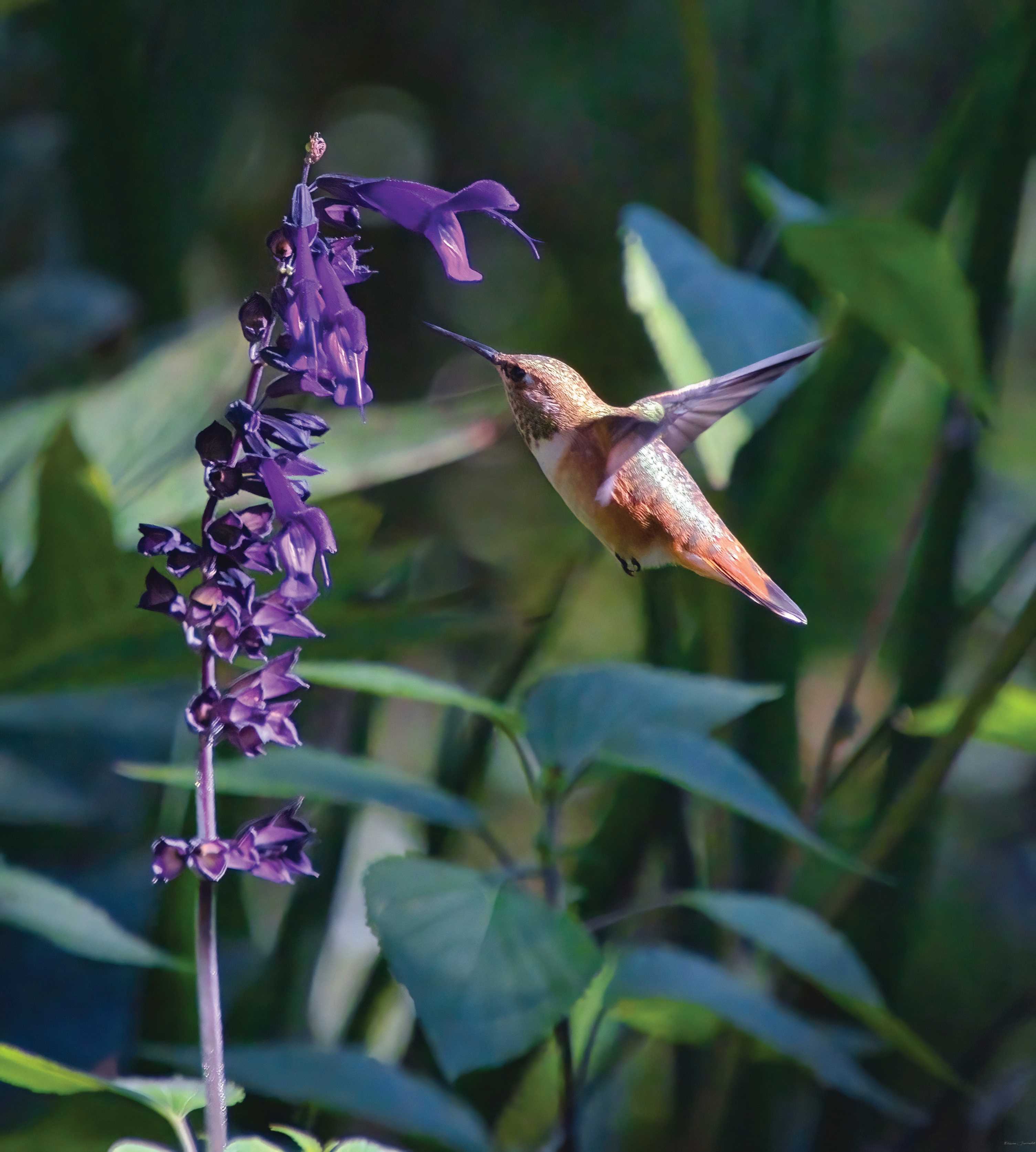 Entice hummingbirds with a few magnets