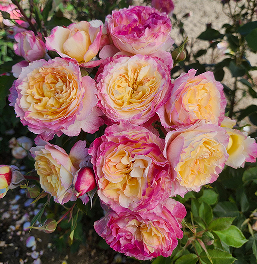 Portland Rose Festival, Portland Nursery announce official rose