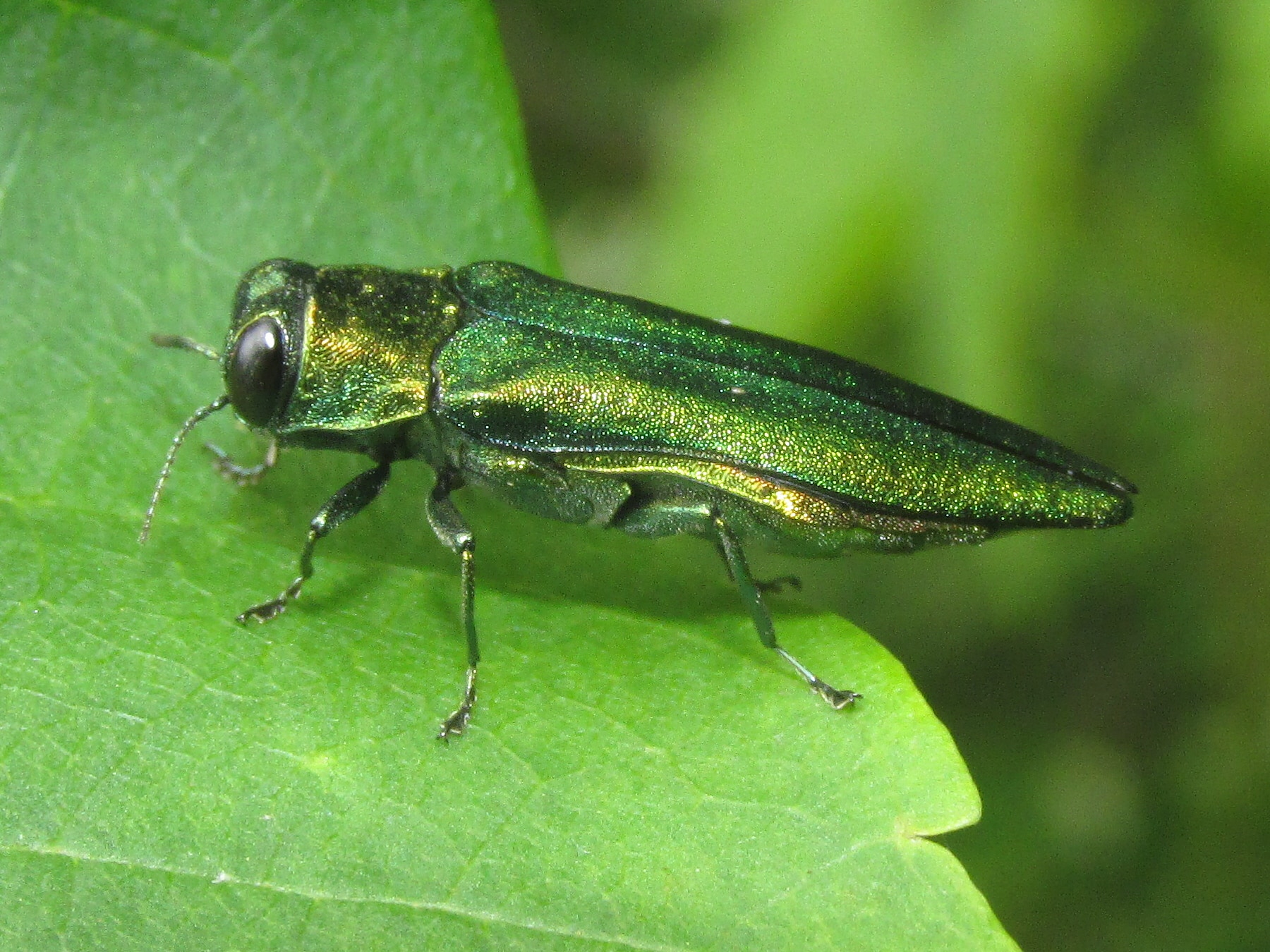 You can help slow the spread of the emerald ash borer