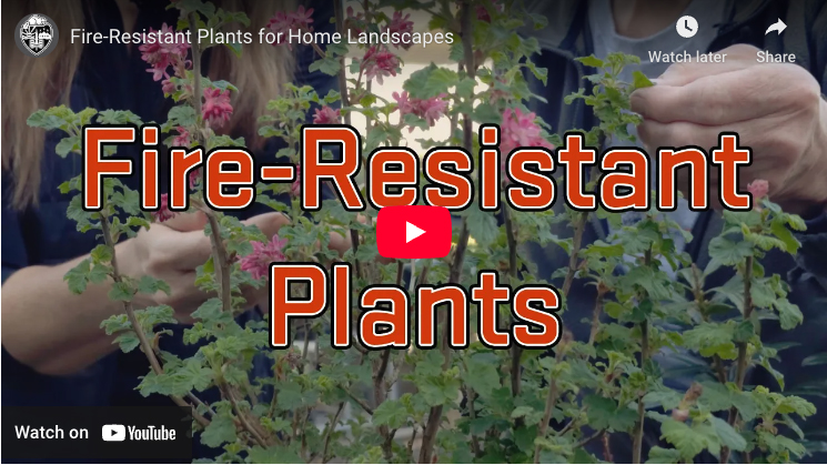 Protect your home with fire-resistant plants
