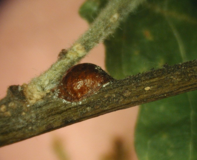 How to identify and manage garden pests