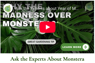 Watch and learn with “Ask the Experts” video series