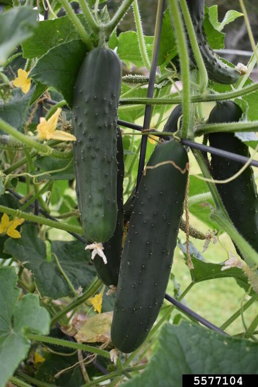 Tips to growing the perfect cucumbers