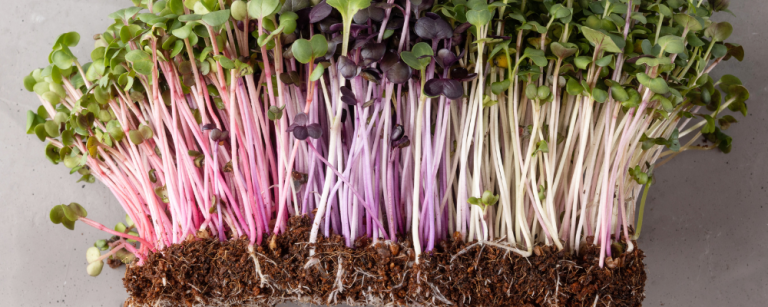 Top microgreens and how to grow them