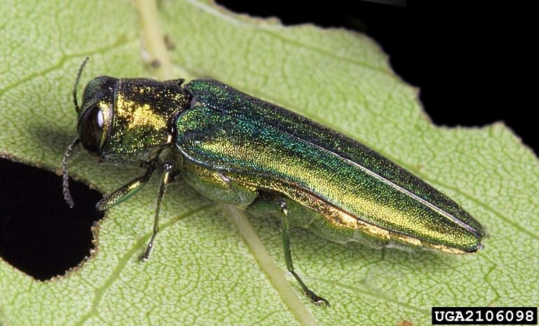 Portland releases plan to fight emerald ash borer