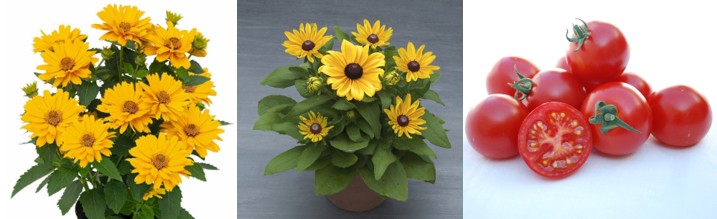 All-America Selections announces first winners for 2026