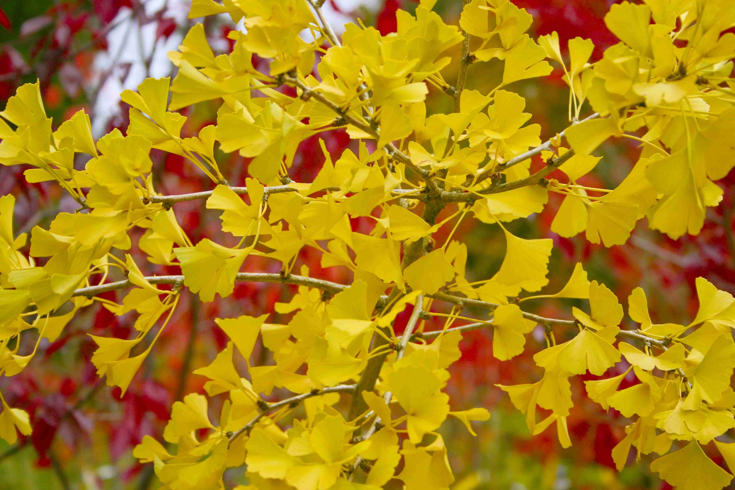Autumn: the ultimate season for planting trees and shrubs