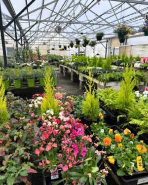 Johnson Brothers Garden Market