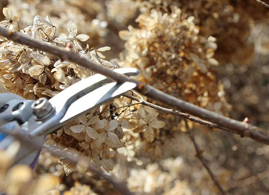 Tips on when and how to prune hydrangeas