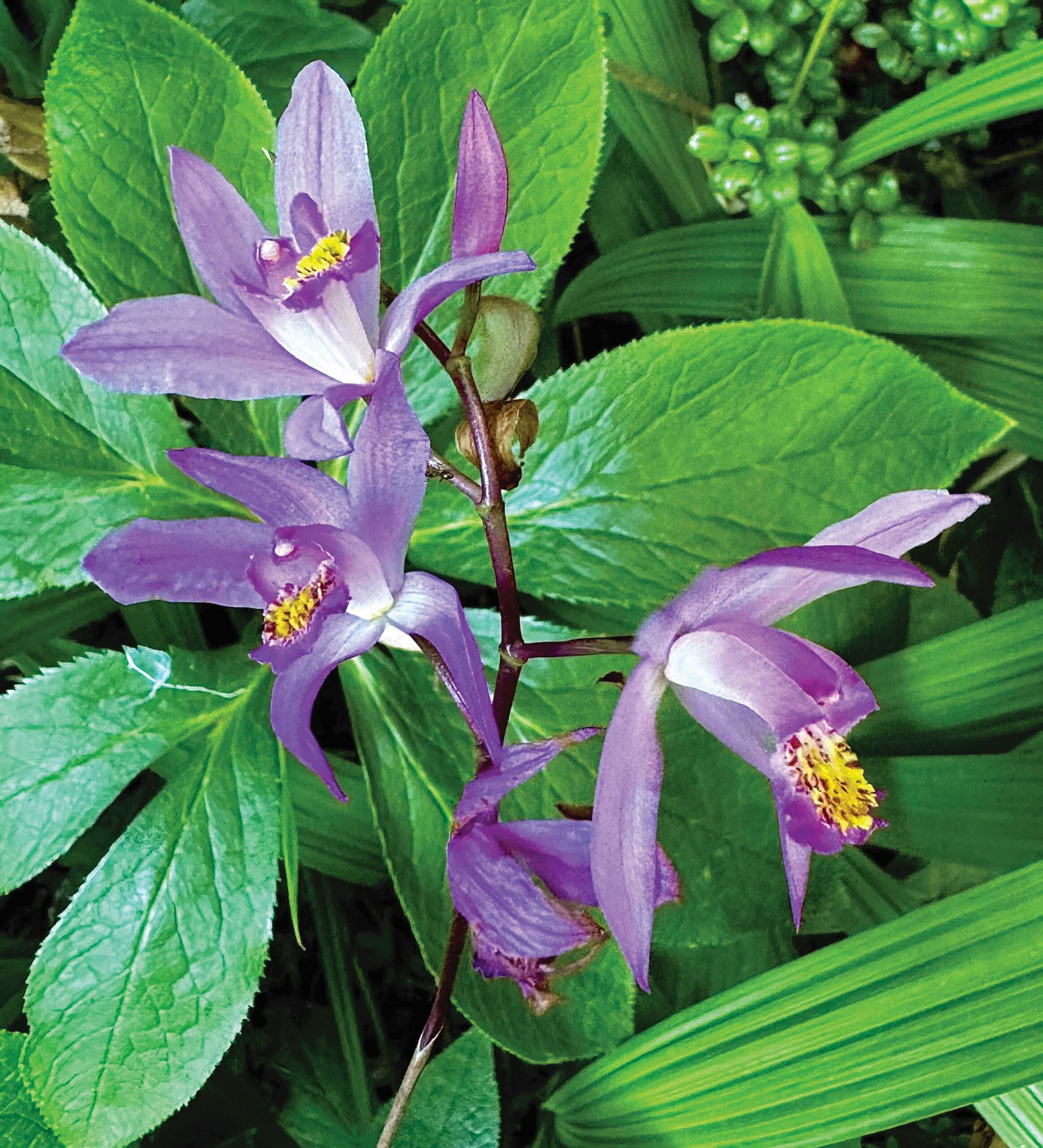 Gardeners share how they pick garden centers