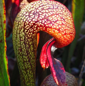 Darlingtonia State Natural Site