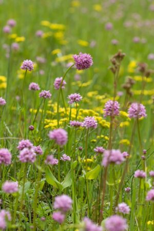 Mount Pisgah Arboretum