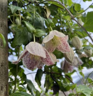 Rogerson Clematis Collection at Luscher Farm