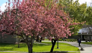Rogue Community College Arboretum