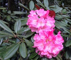 Cecil and Molly Smith Garden