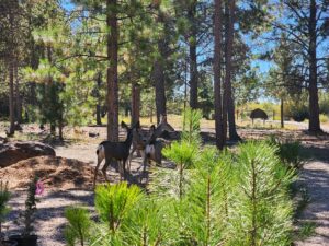Sunriver Nature Center & Observatory