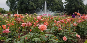 Peninsula Park Rose Garden
