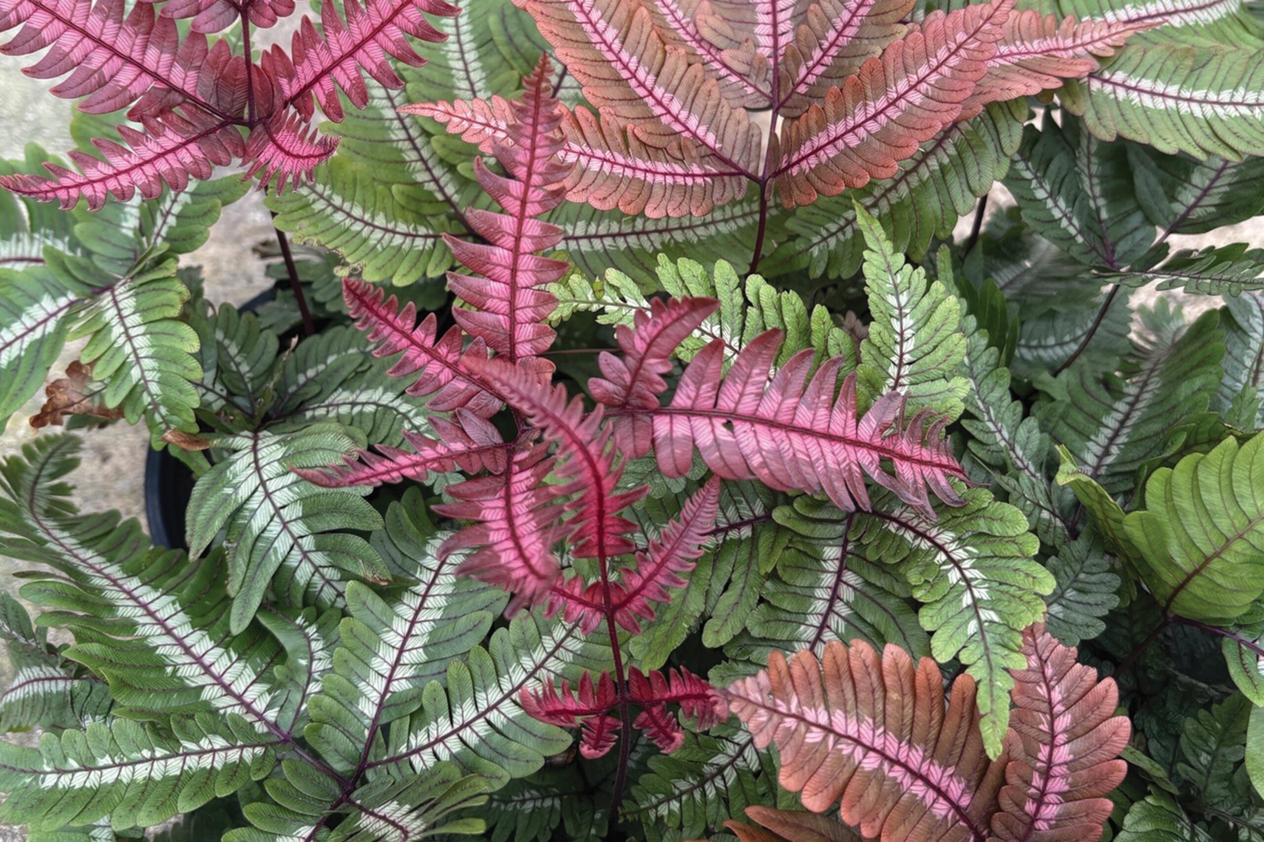 Pink, red, burgundy colors fuel tropical plant trend