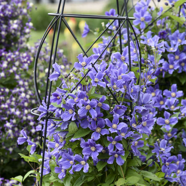The Clematis connection