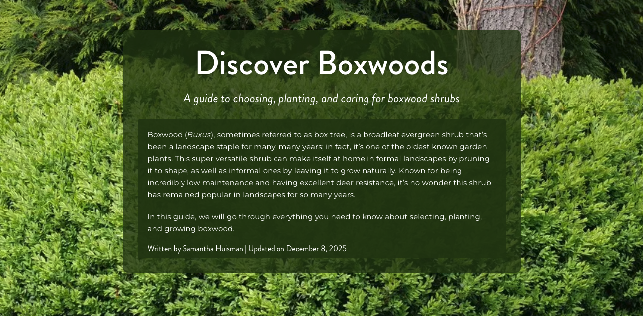 A comprehensive guide to boxwood