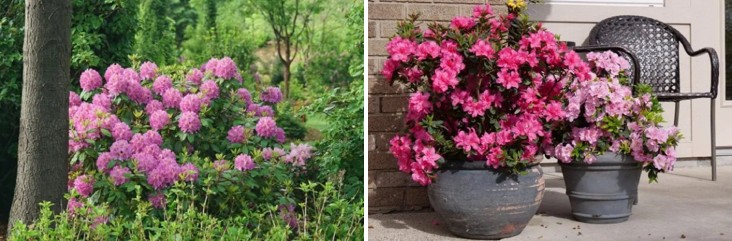 Azaleas vs. Rhododendrons