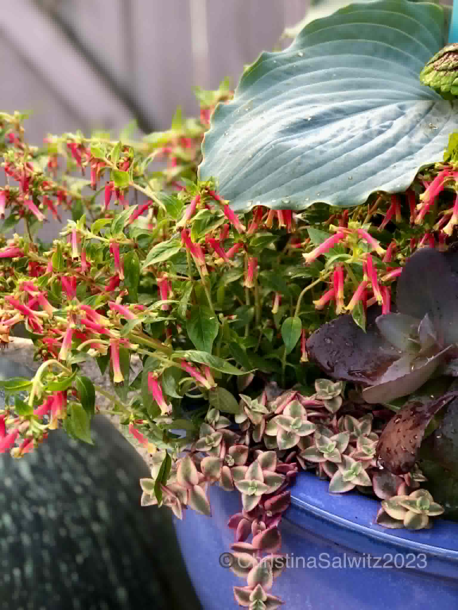 Refresh your spring garden color palette with some bold options