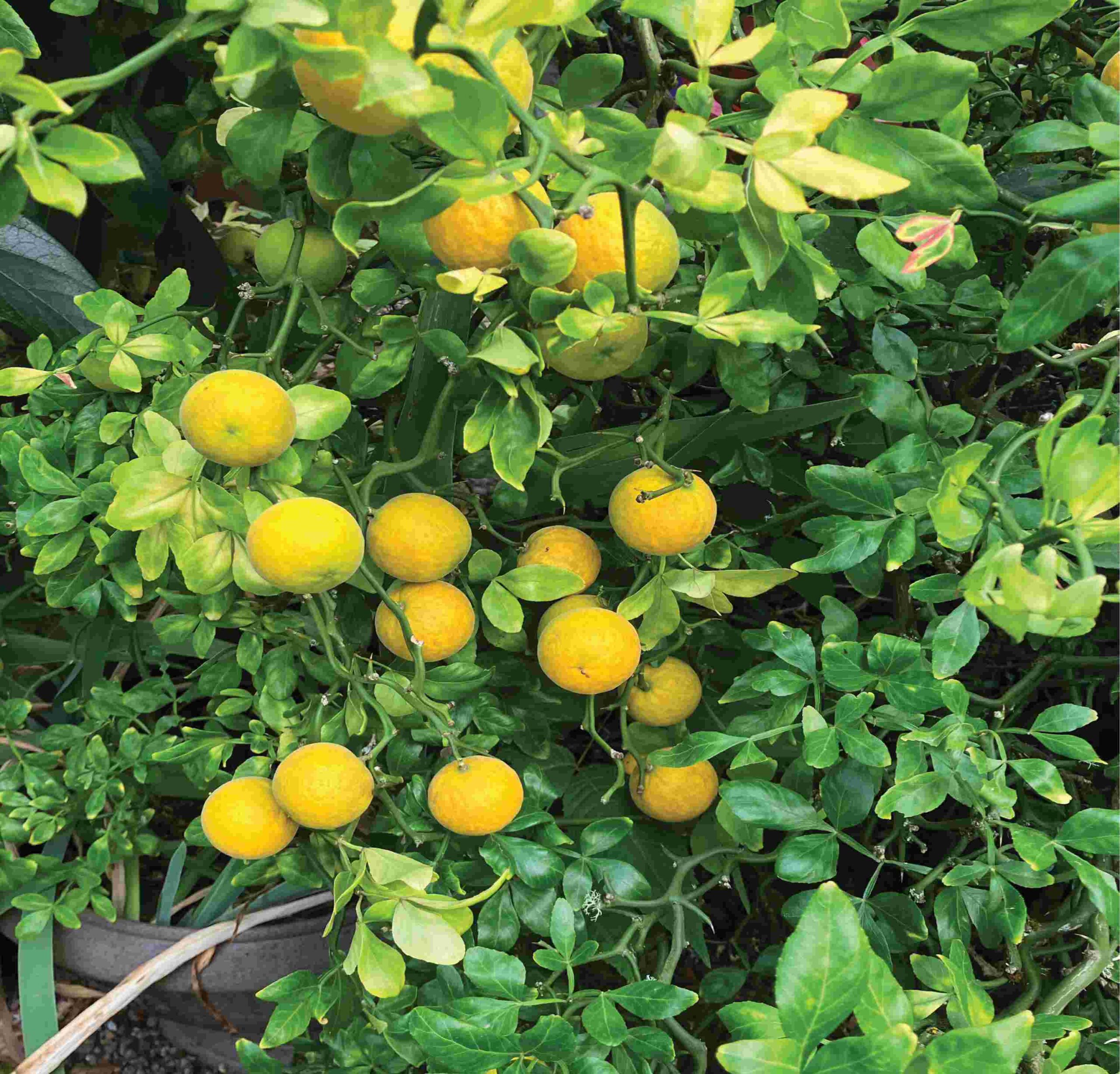 Some eye-catching shrubs are stars in the garden
