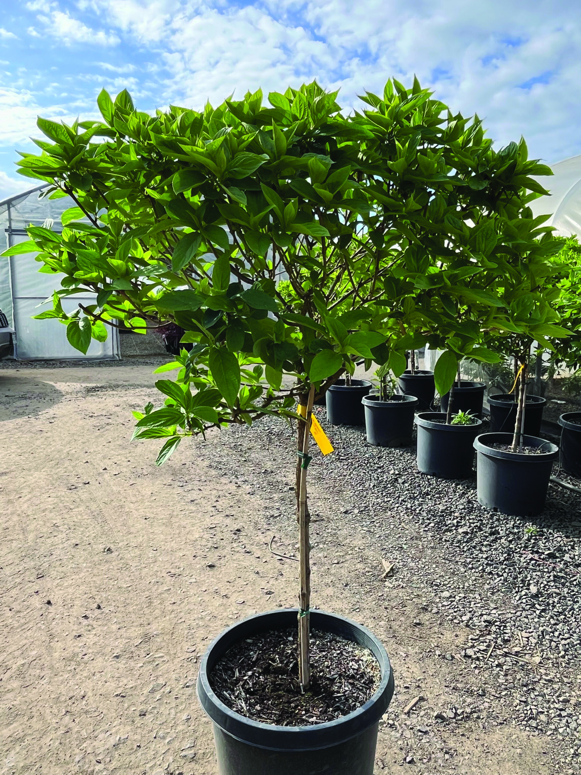 A smaller, yet bigger, bang: tree-form shrubs can create large impact in a small space