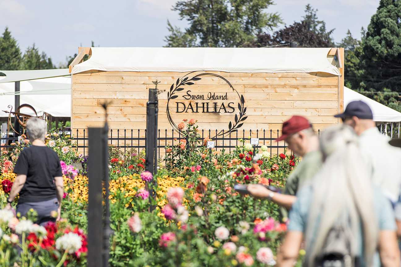 Experience an explosion of color at Swan Island Dahlias