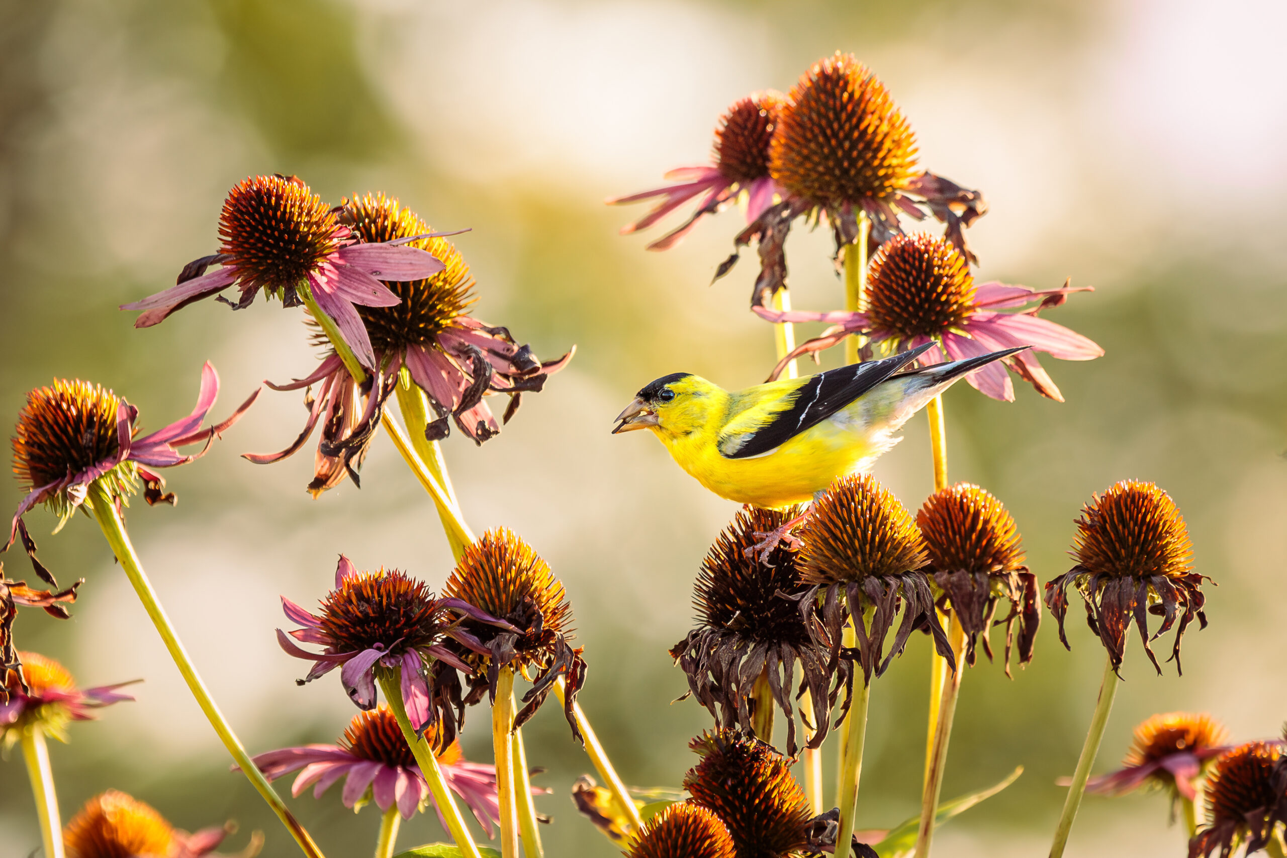 Let plants go to seed in fall and winter