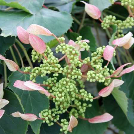 Climbing hydrangeas make a statement in the garden