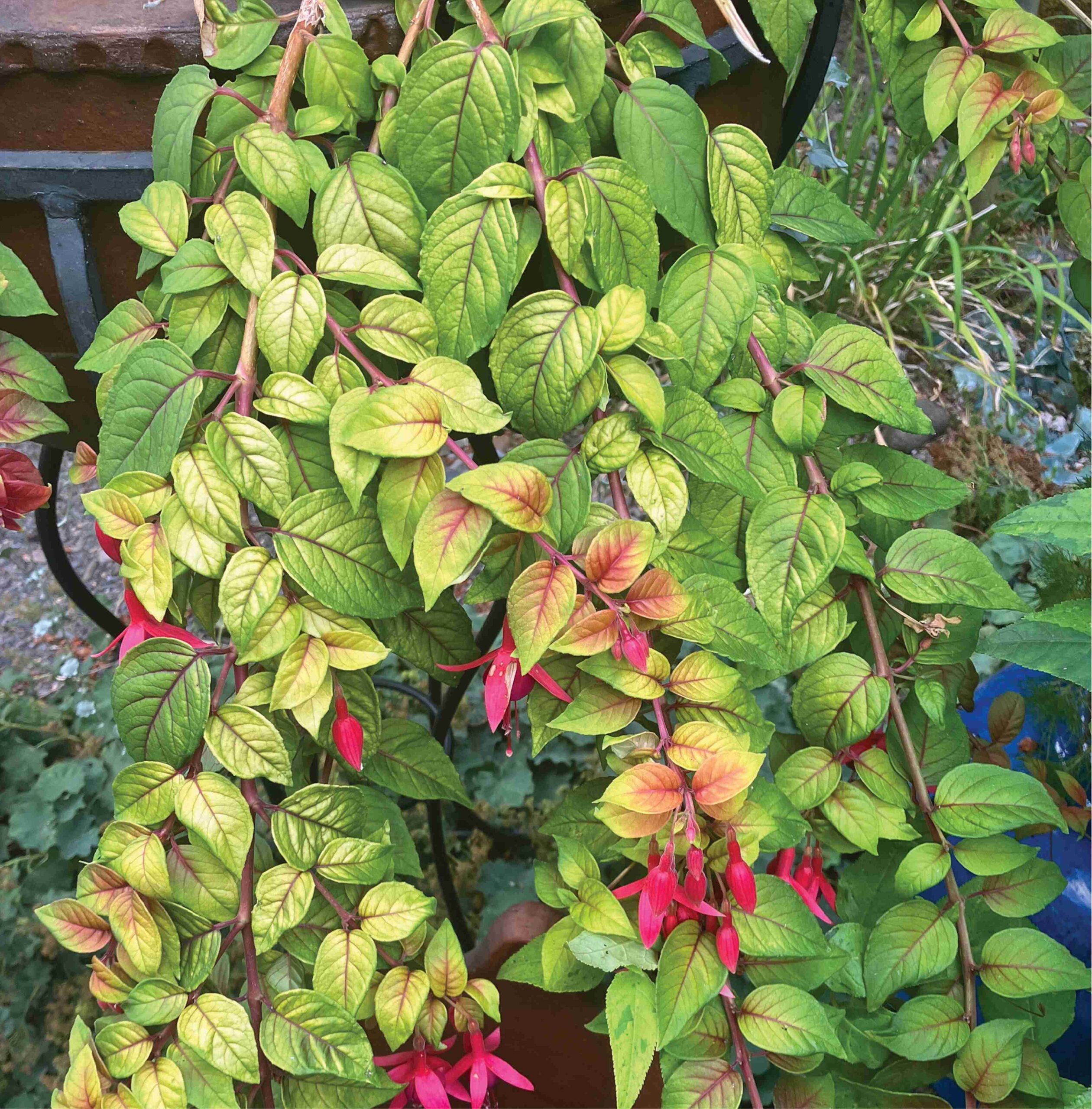Golden foliage simulates sunshine