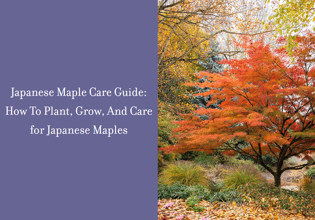 Monrovia offers complete guide to Japanese maples