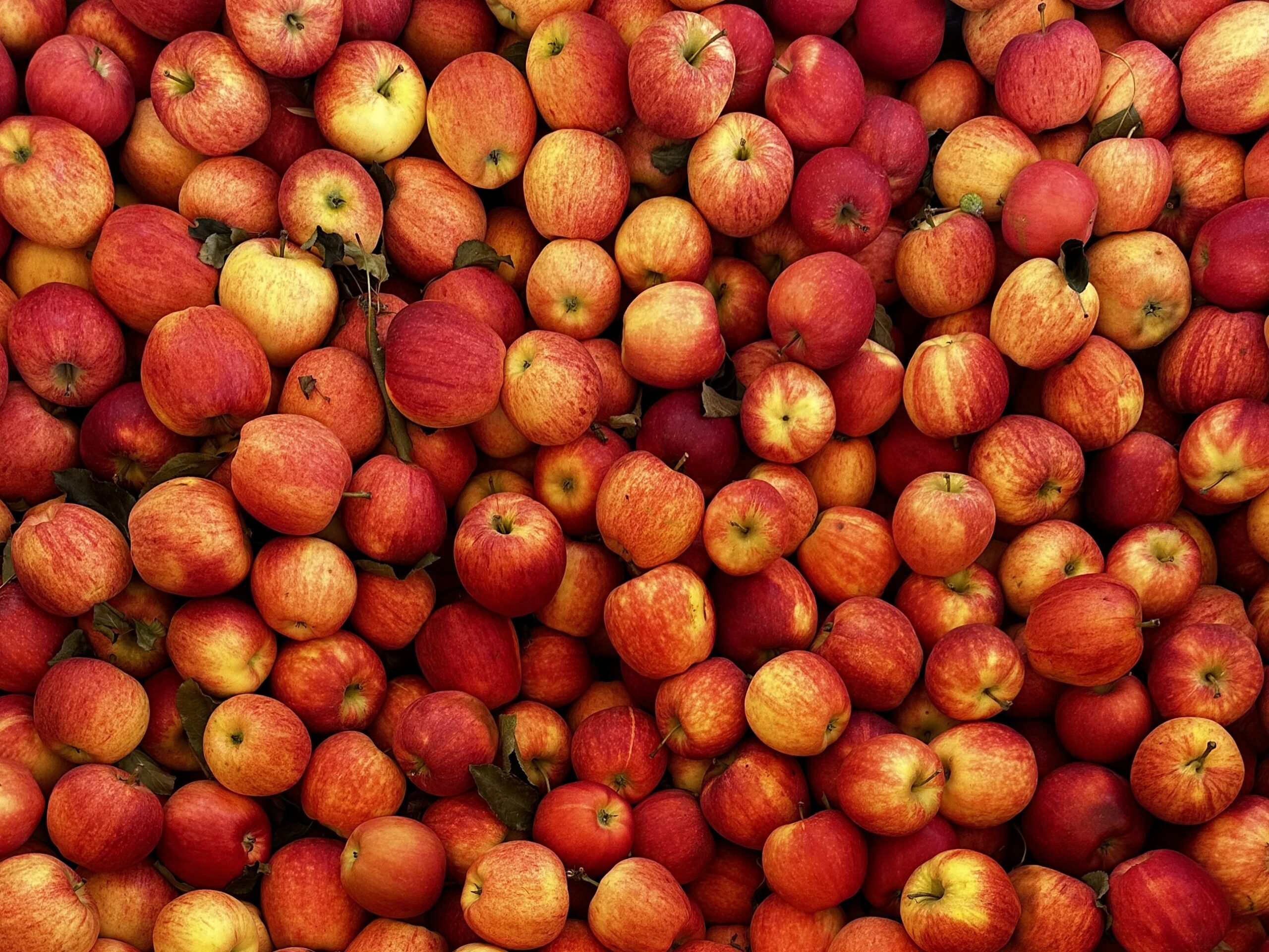 Fall means fresh apples and pears at Portland Nursery