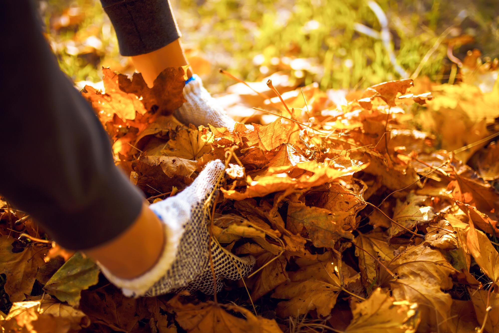 Be proactive in the garden in November