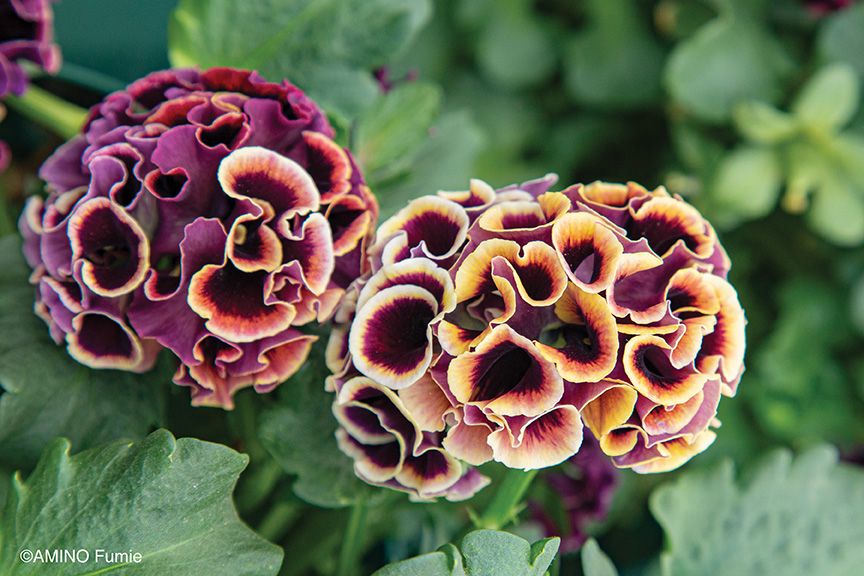 Full Spectrum, Full Throttle: New Developments Keep pansies at Top of Color Annuals